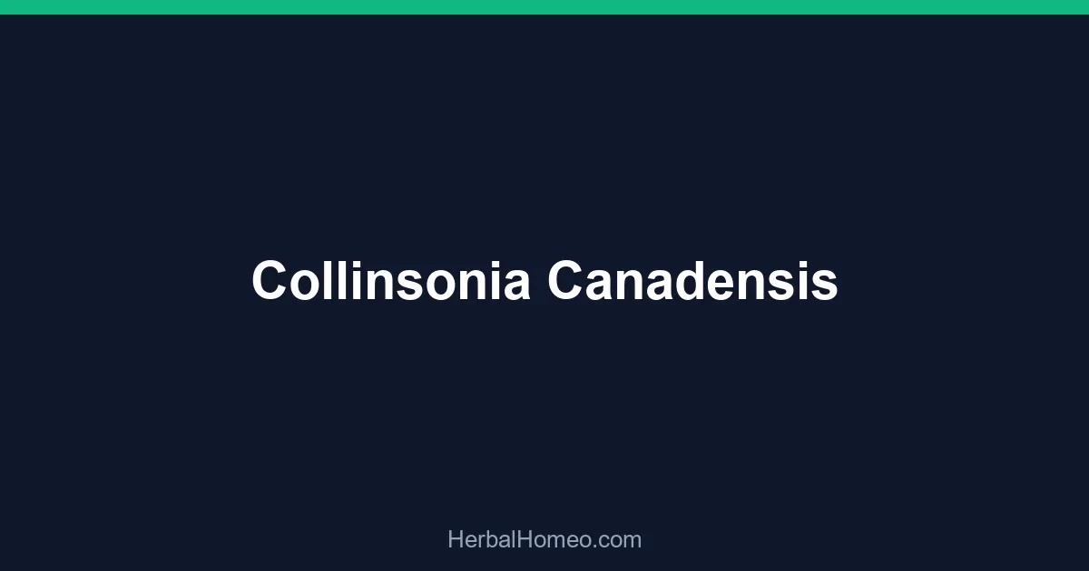Collinsonia Canadensis