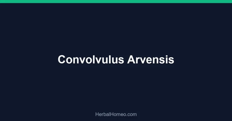 Convolvulus Arvensis