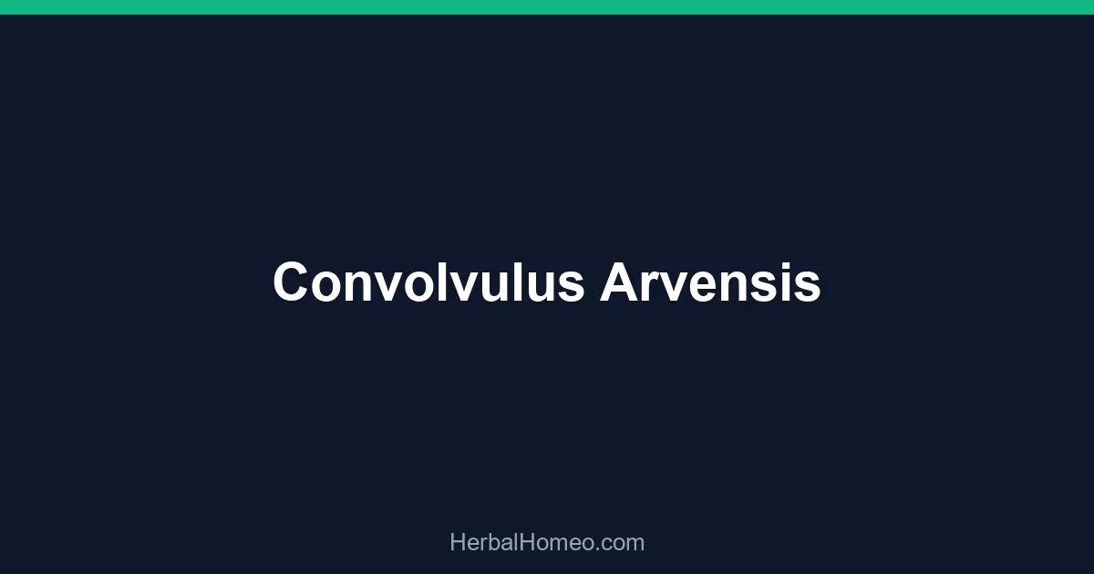 Convolvulus Arvensis