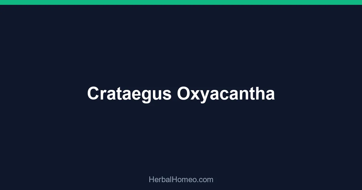 Crataegus Oxyacantha