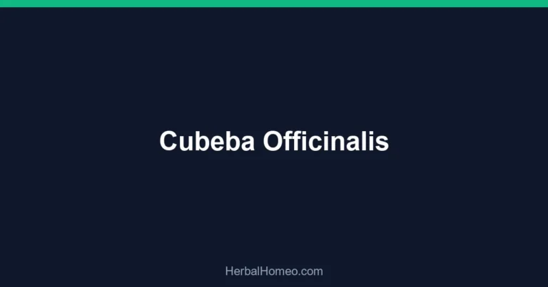 Cubeba Officinalis