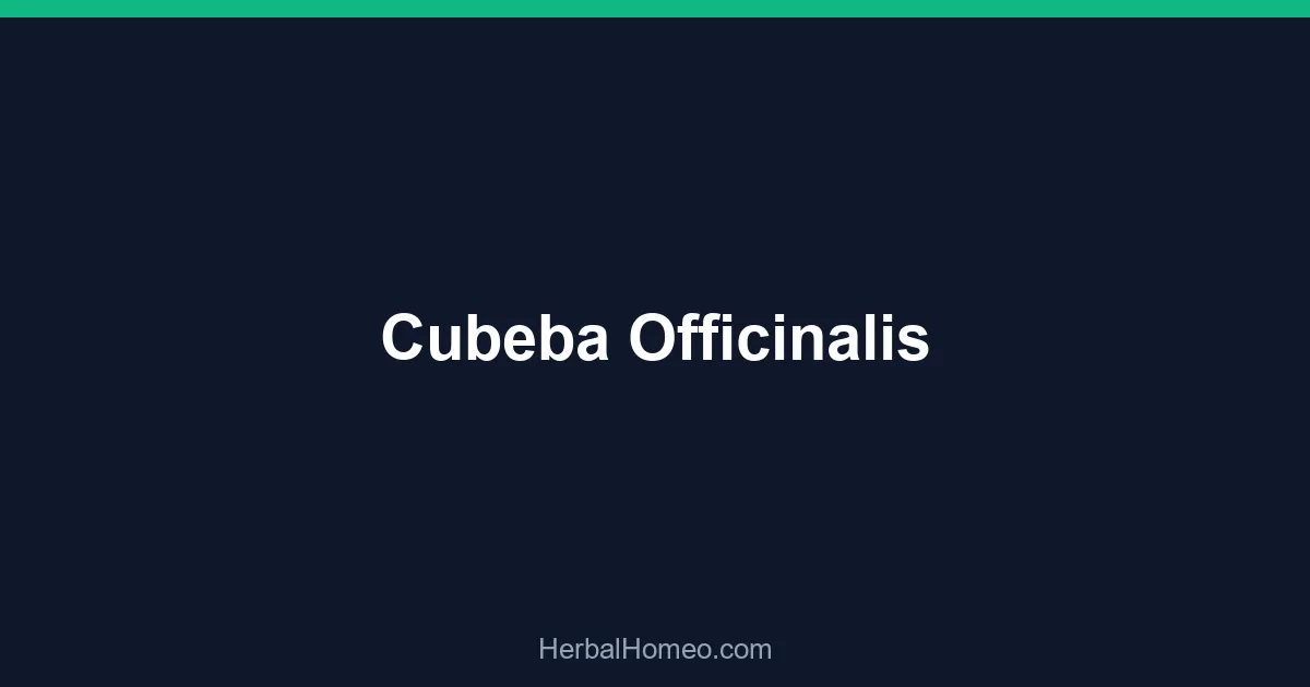 Cubeba Officinalis