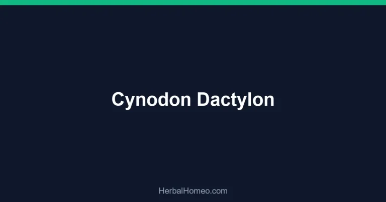 Cynodon Dactylon
