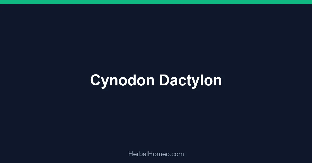 Cynodon Dactylon