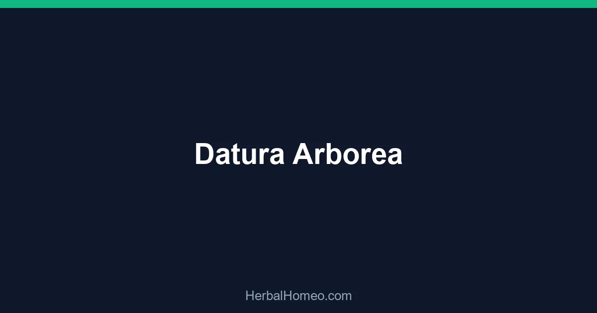 Datura Arborea