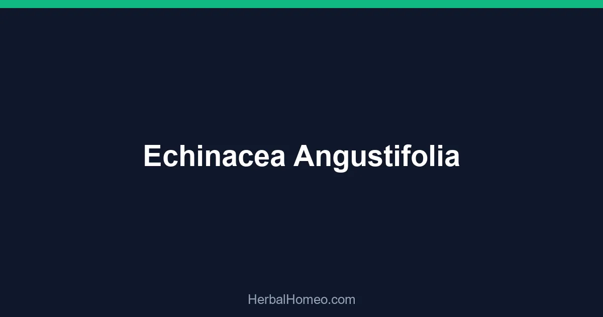 Echinacea Angustifolia