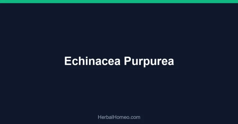 Echinacea Purpurea