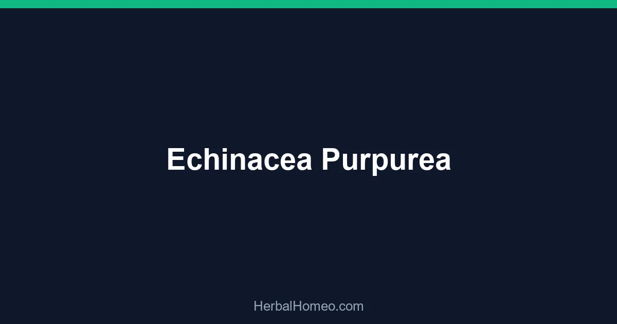 Echinacea Purpurea