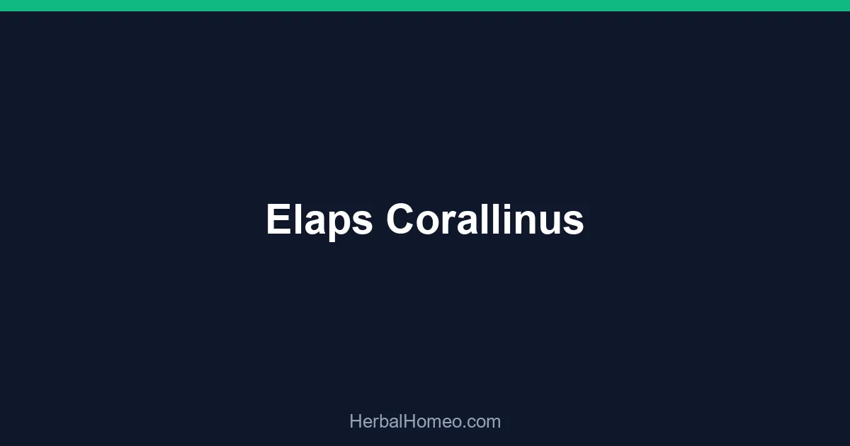 Elaps Corallinus
