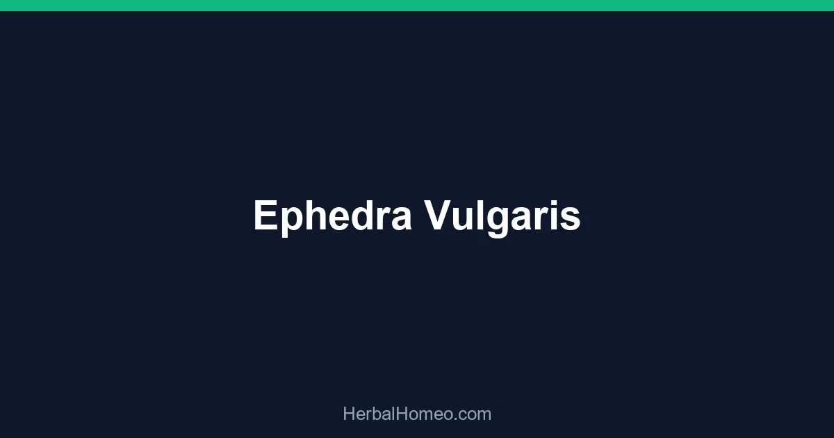 Ephedra Vulgaris