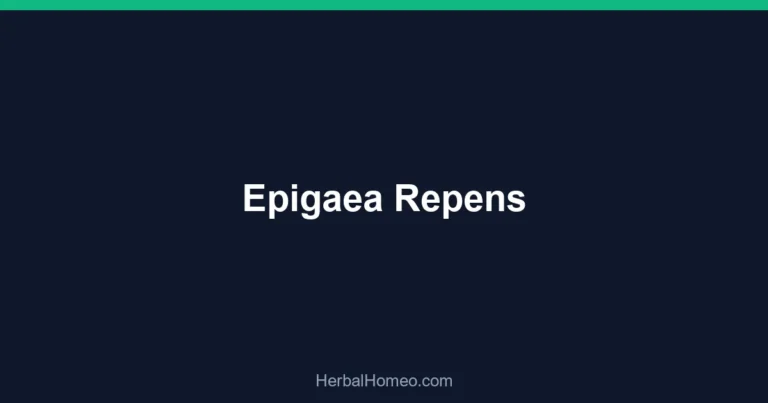 Epigaea Repens