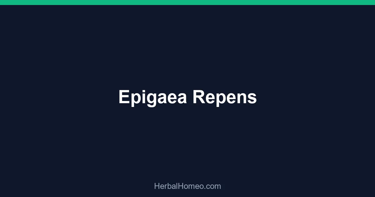 Epigaea Repens