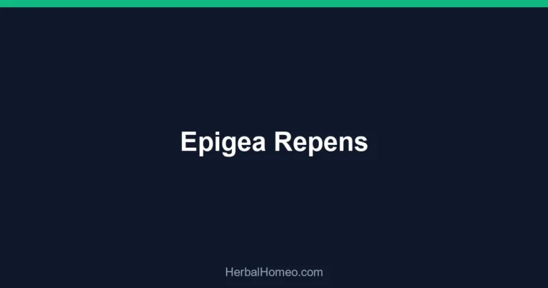 Epigea Repens