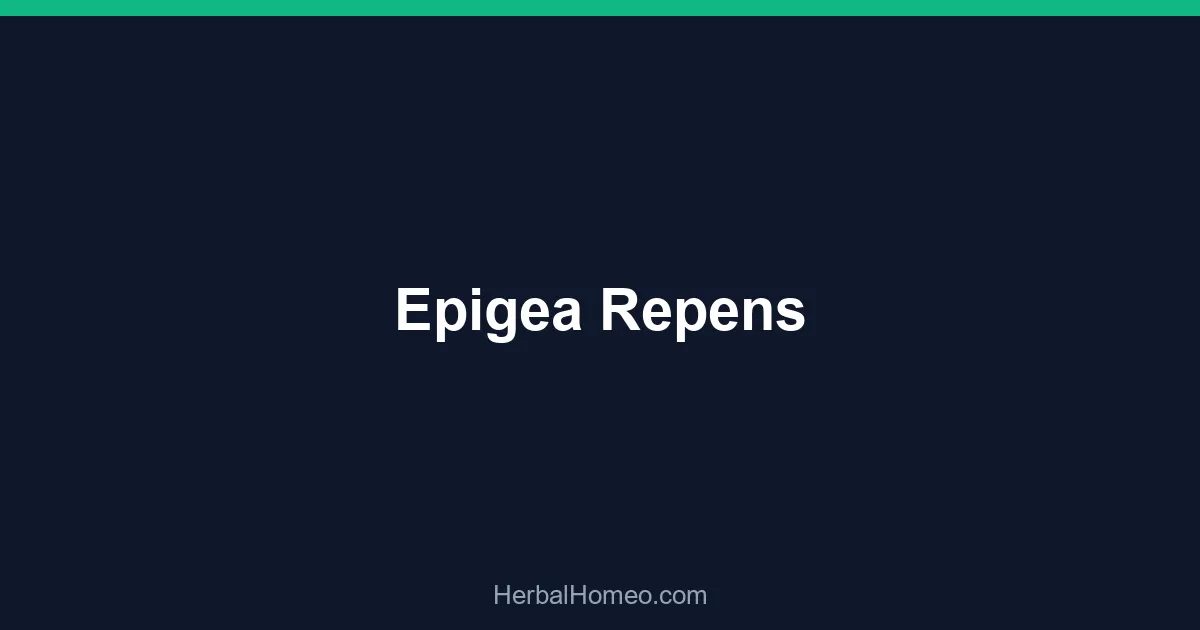 Epigea Repens