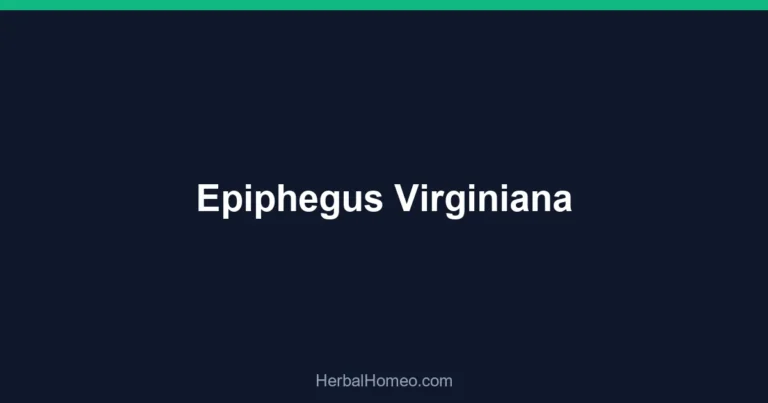 Epiphegus Virginiana