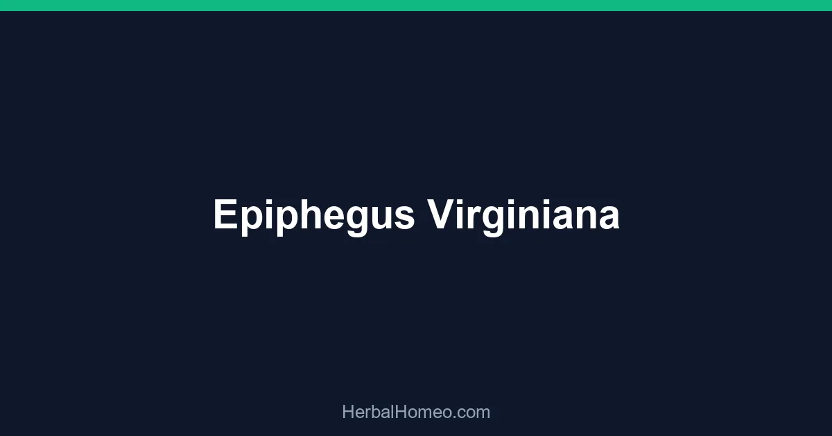 Epiphegus Virginiana