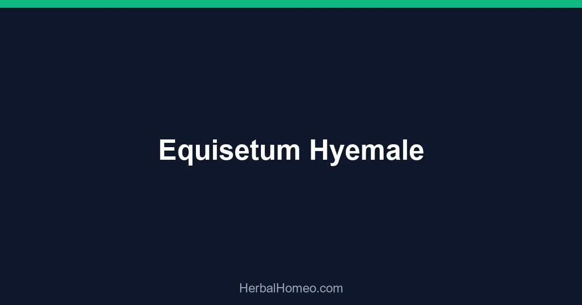 Equisetum Hyemale