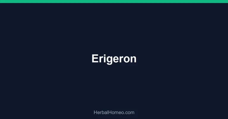 Erigeron