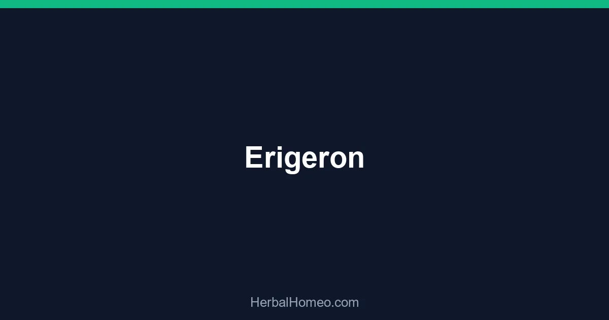 Erigeron
