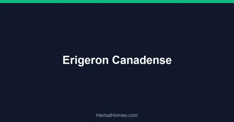 Erigeron Canadense