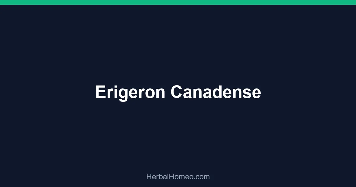 Erigeron Canadense