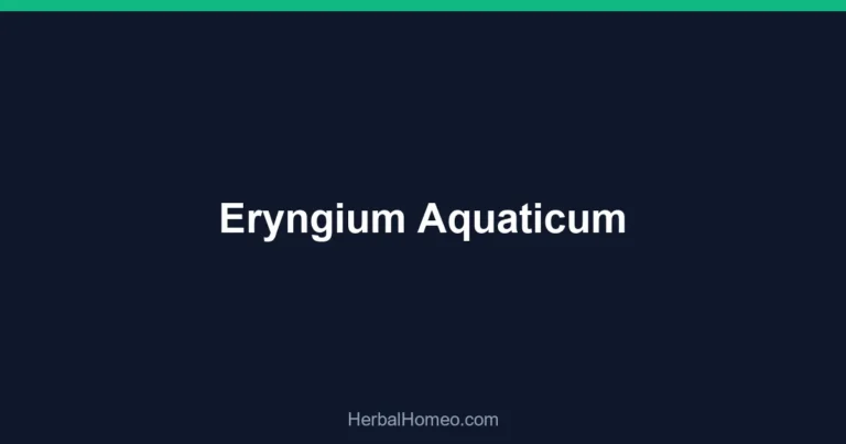Eryngium Aquaticum