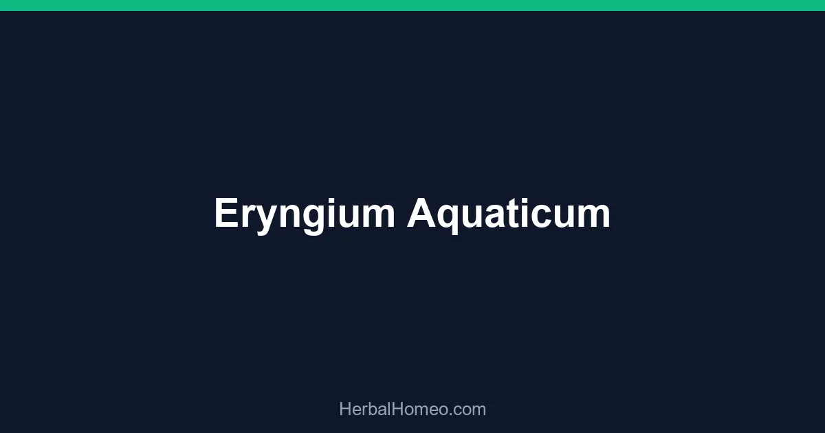 Eryngium Aquaticum
