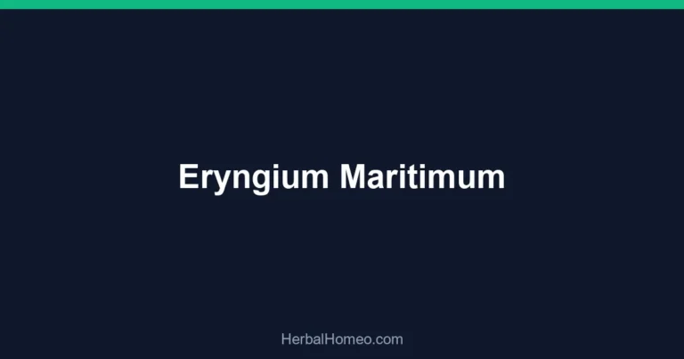 Eryngium Maritimum
