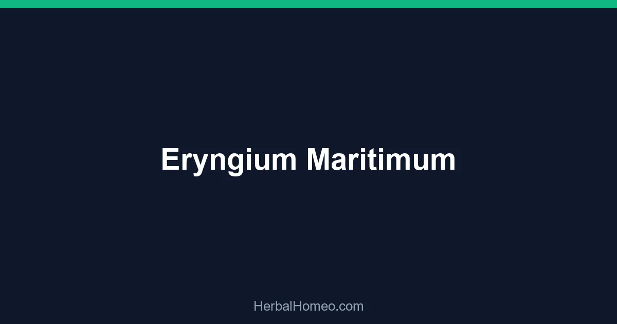 Eryngium Maritimum