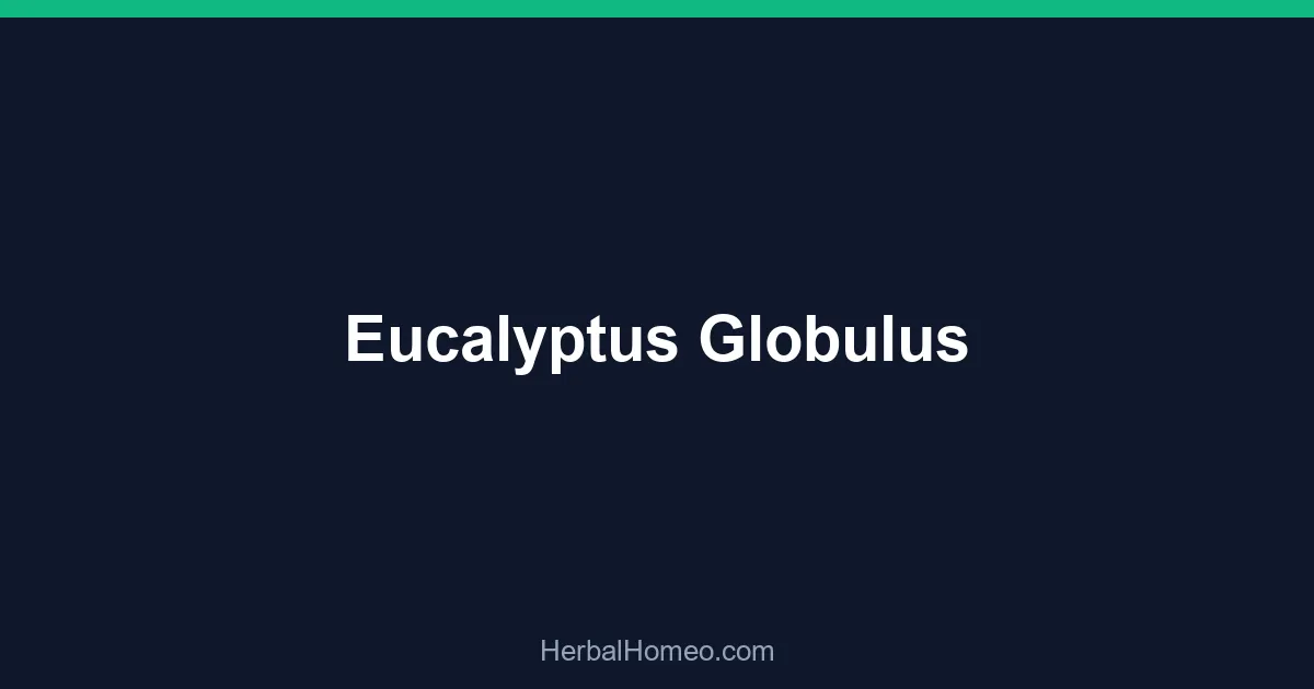 Eucalyptus Globulus