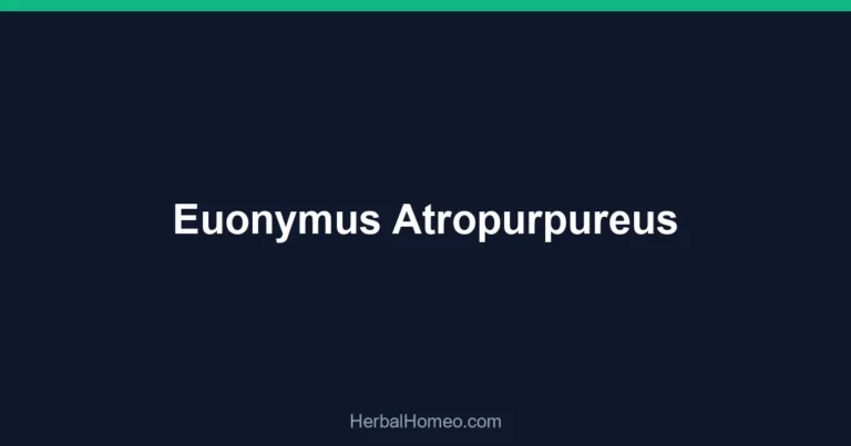 Euonymus Atropurpureus