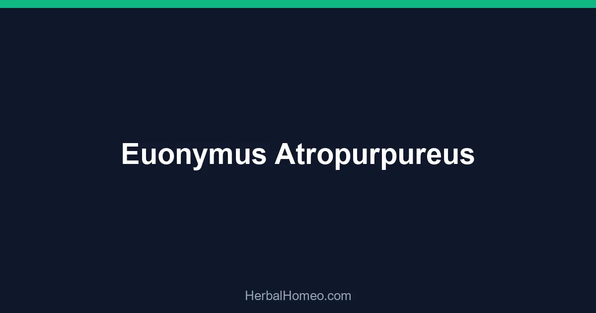 Euonymus Atropurpureus