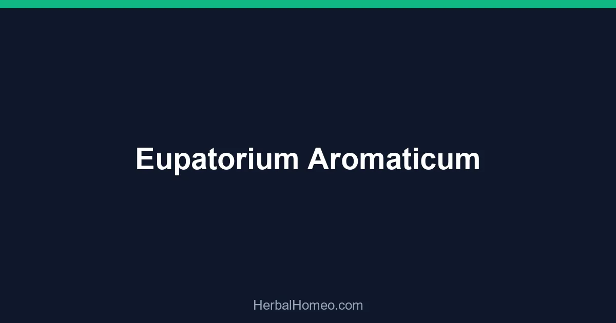 Eupatorium Aromaticum