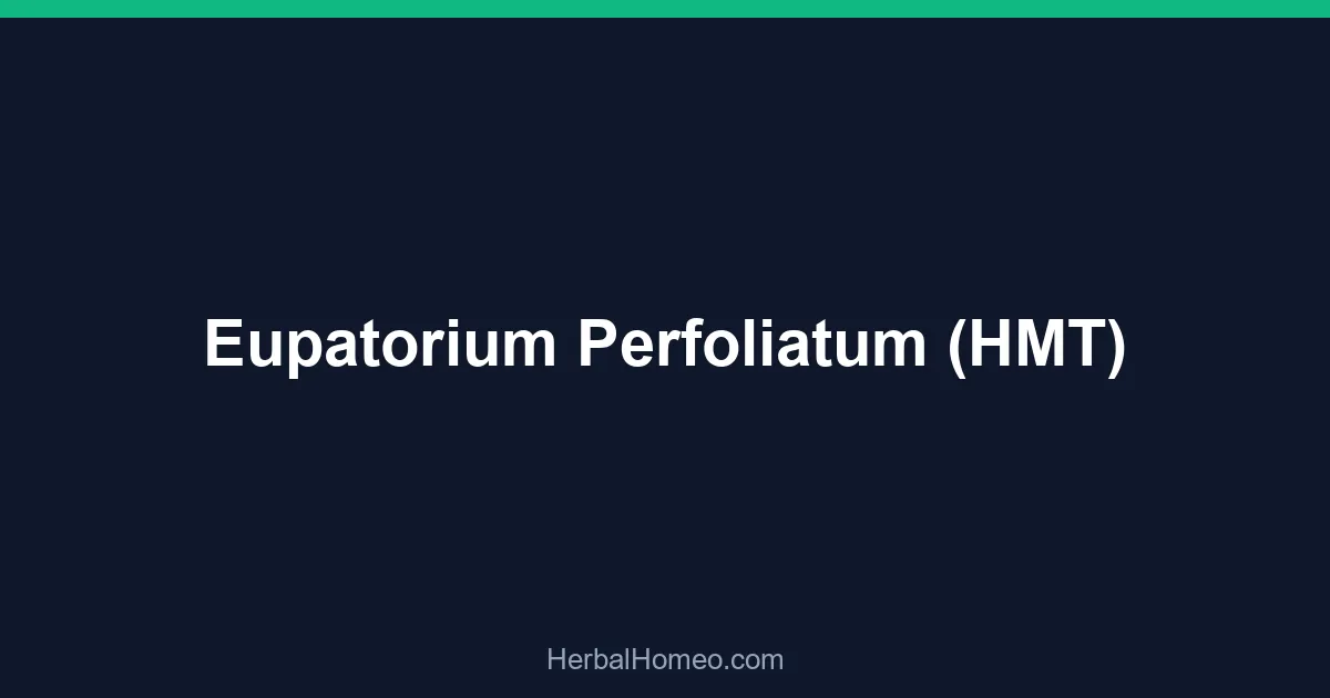 Eupatorium Perfoliatum (HMT)
