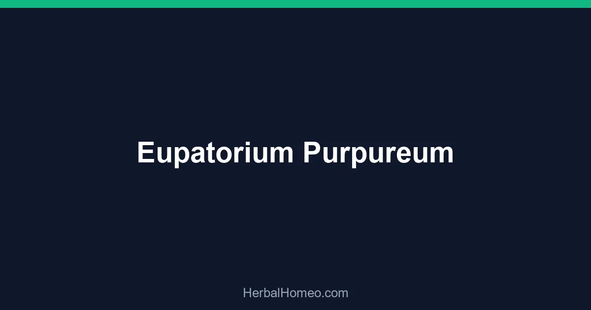 Eupatorium Purpureum