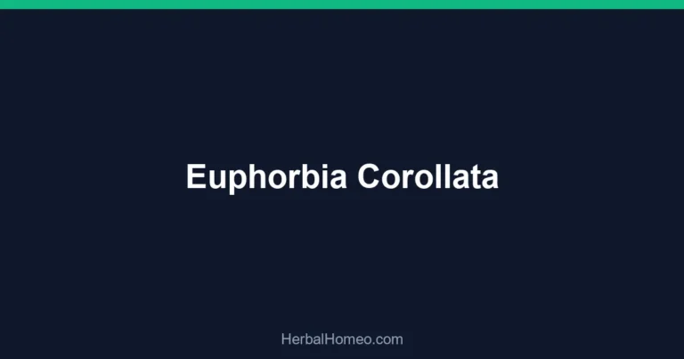 Euphorbia Corollata