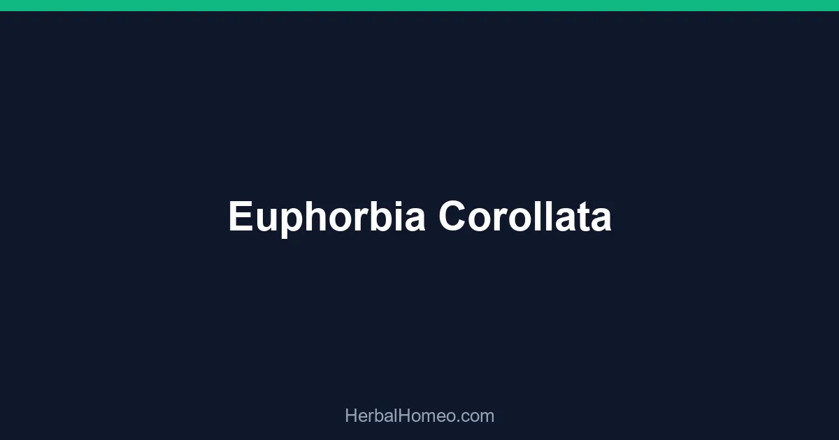 Euphorbia Corollata