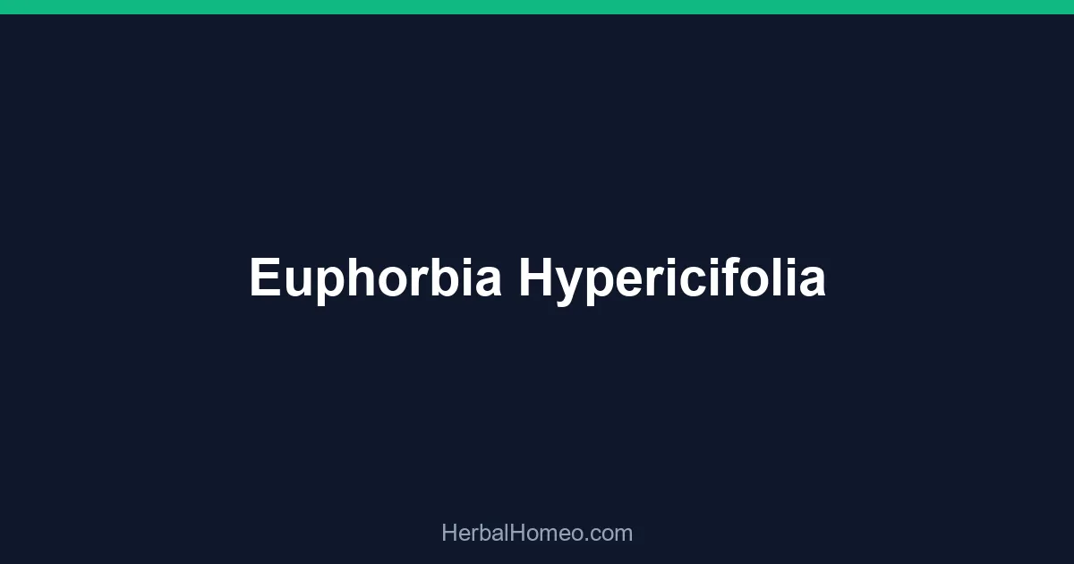 Euphorbia Hypericifolia