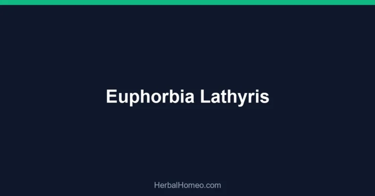 Euphorbia Lathyris