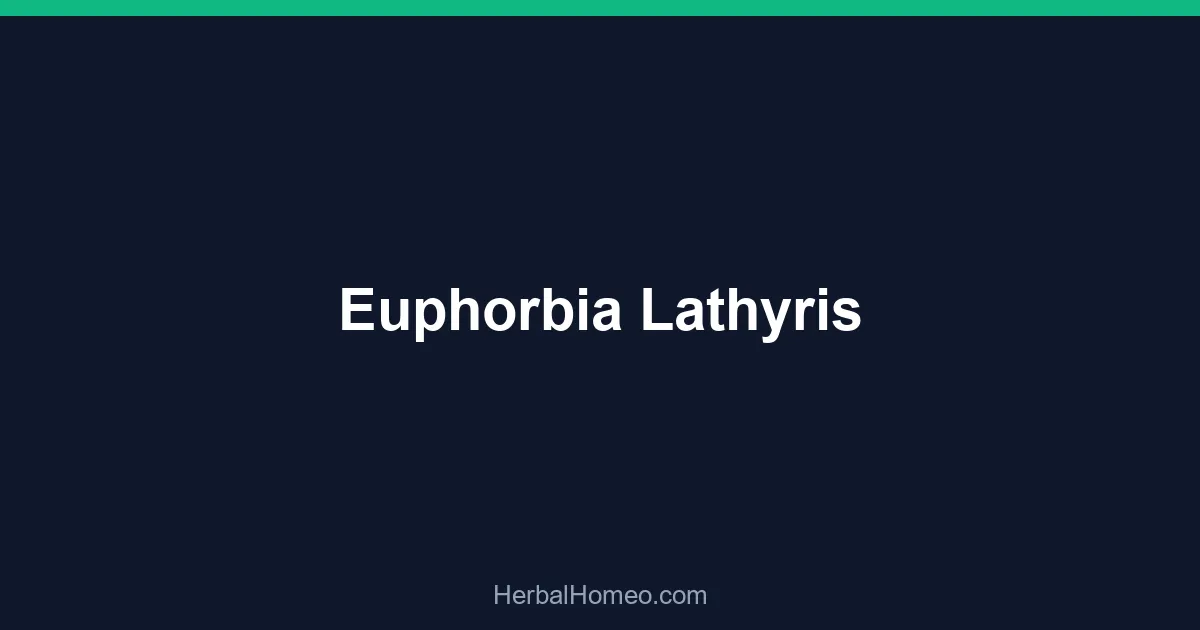 Euphorbia Lathyris