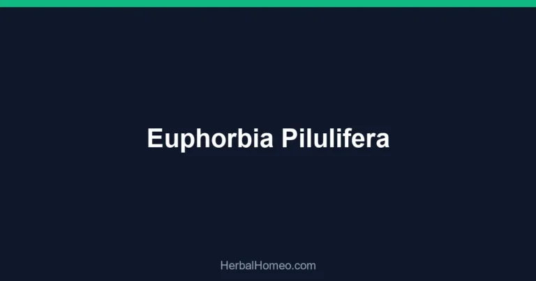 Euphorbia Pilulifera