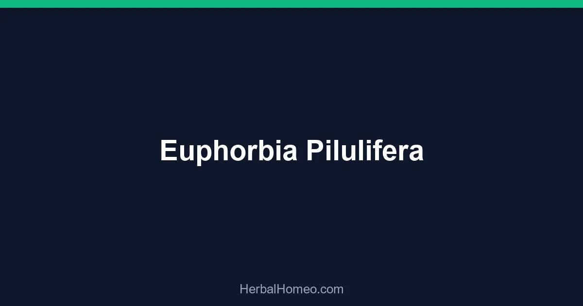 Euphorbia Pilulifera