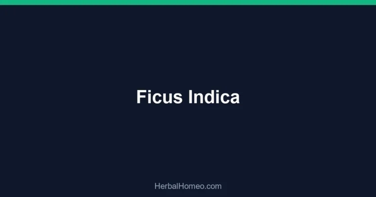 Ficus Indica