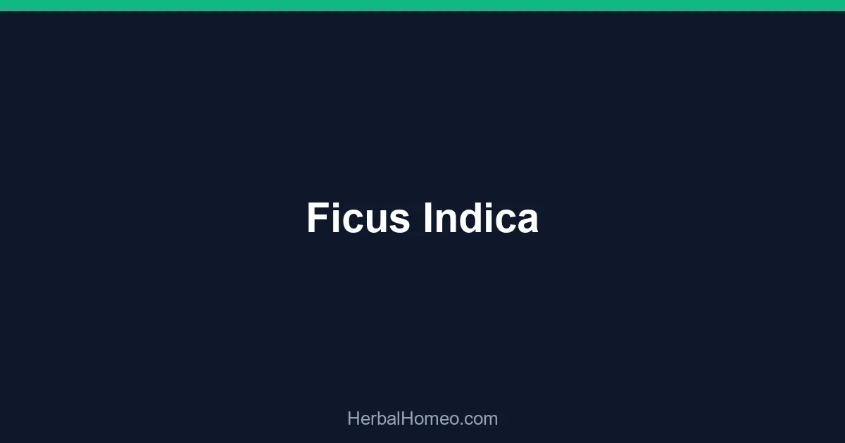 Ficus Indica