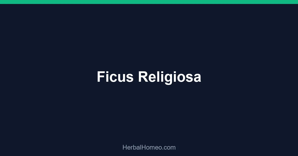 Ficus Religiosa
