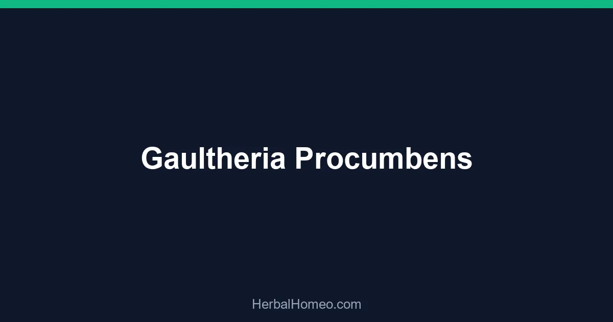 Gaultheria Procumbens