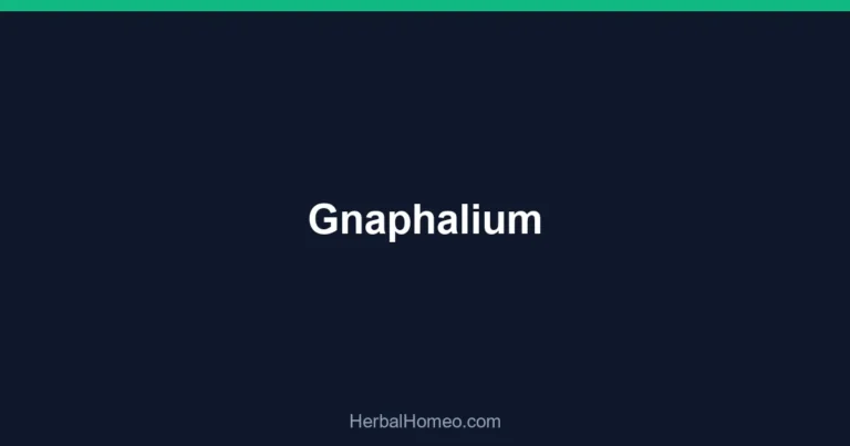 Gnaphalium