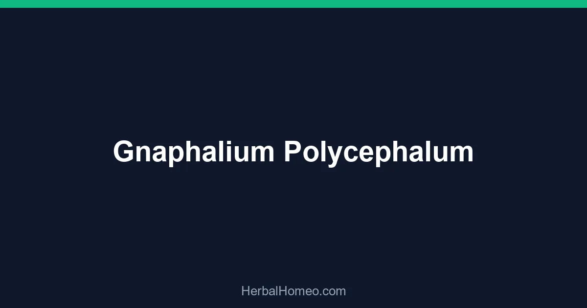 Gnaphalium Polycephalum