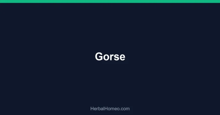 Gorse