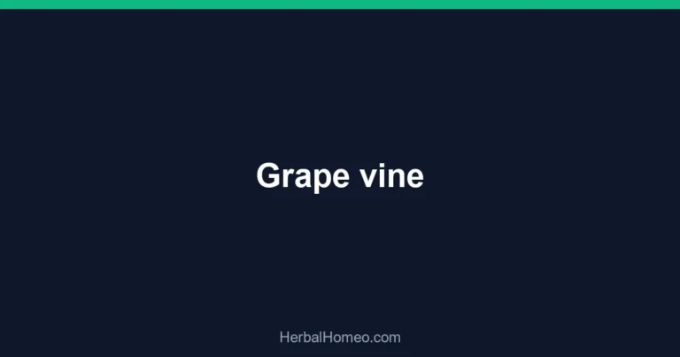 Grape vine